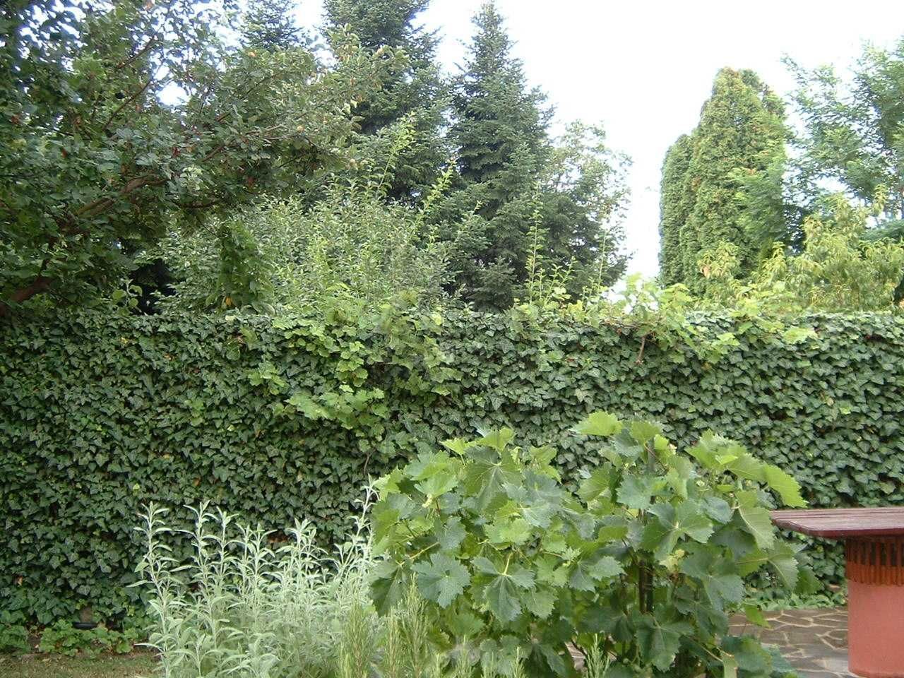 Vanzare | Casa | Otopeni Fermei | 2 Parcari | Curte libera 300 mp - Poză 7