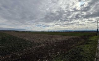 Teren intravilan | 9600 mp | Șură Mică | Utilități | Drum Asfaltat - Poză 4