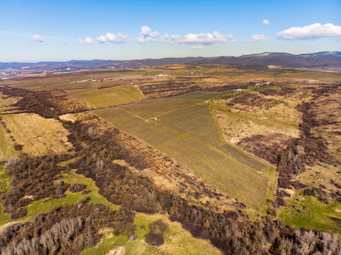 Plantație Bio de mure și zmeură  26,4 ha în Lipova - Poză 10