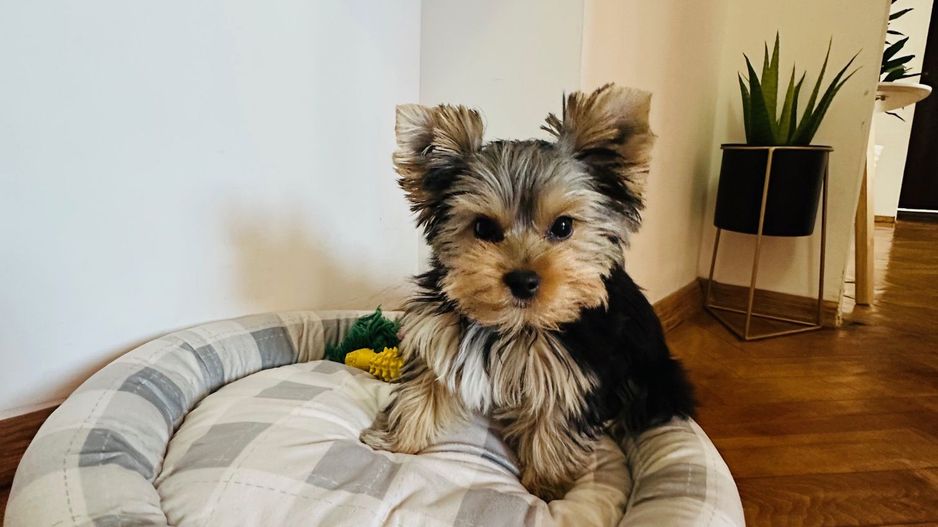 Kiko isi vinde primul camin | 3 camere | P-ta Iuliu Maniu - Poză 11