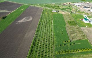 Livadă de nuci și pruni 2.4ha în Variașul Mare - Poză 18