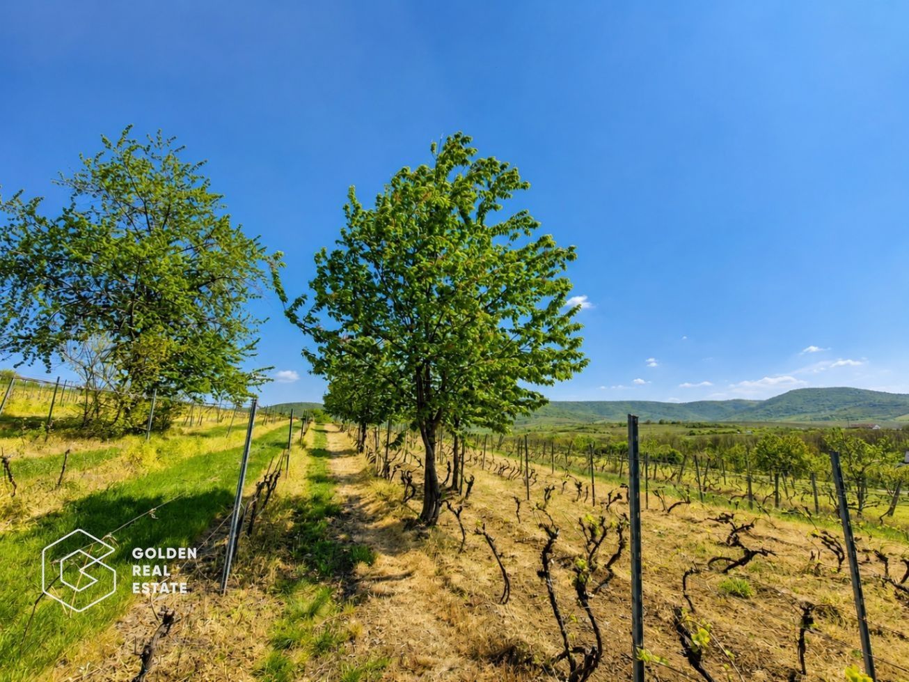 1,35 hectare vie pe rod (Cabernet si Merlot), Siria - Poză 2