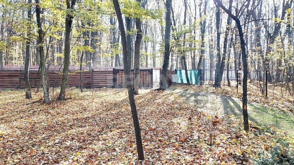 50 ari de Teren forestier si de recreere in Codri!! - Poză 5