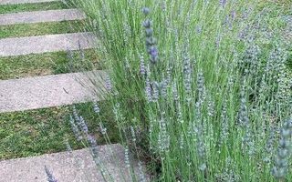 Casa Modernă de vanzare P+1 în Corbeanca | Strada Laguna Albastră - Poză 16