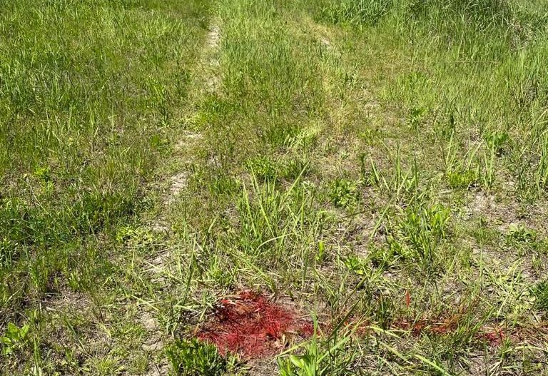 Teren la DN7 - ideal investitie (Benzinarie, spalatorie, hala) - Poză 3