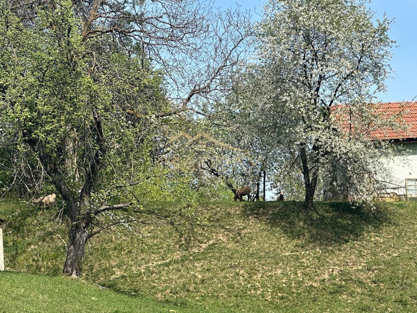 Teren Intravilan**11000 MP**Panorama spectaculoasa**Bran/Brasov - Poză 2