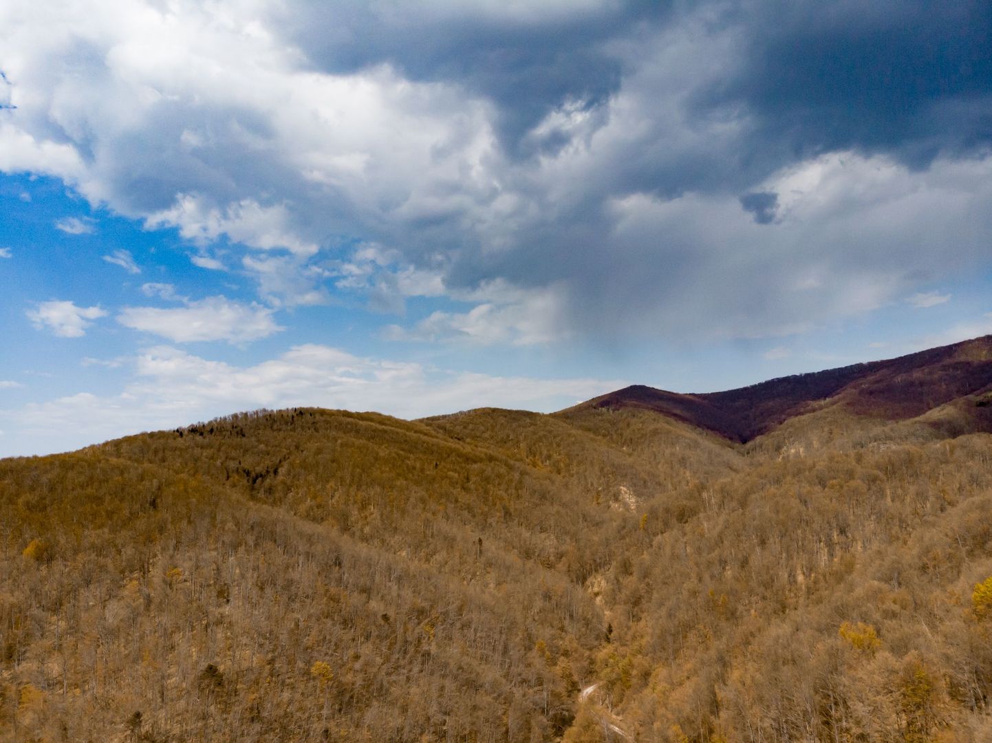 Pădure fag 51 ha în Petriș - Poză 3