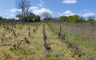 Teren intravilan 3.250 mp în Filești – Ideal pentru casă sau investiție! - Poză 4