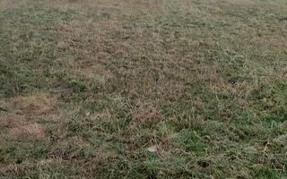 Teren Intravilan | 2.100 MP | Gusterita - Poză 4