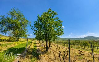 1,35 hectare vie pe rod (Cabernet si Merlot), Siria - Poză 2