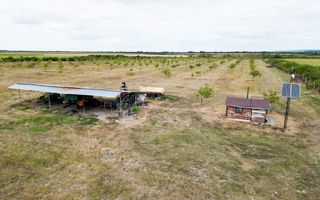 Livadă BIO de nuci de vânzare lângă Cermei - Poză 5