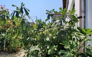 Casa Eugenia vacanță magică pentru turiști, acasă pentru familia ta! - Poză 20