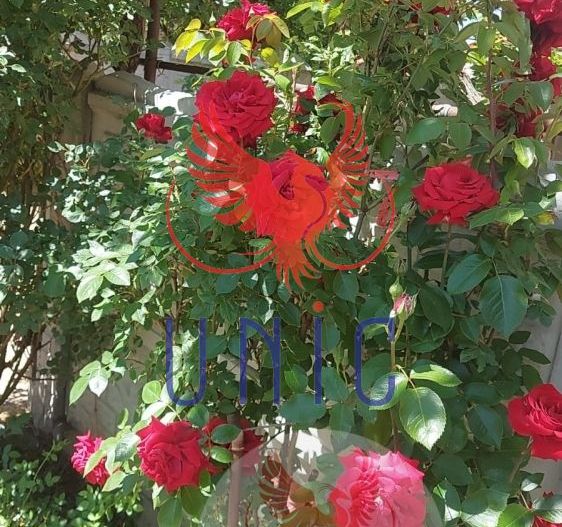 Casa pe parter, Marsani - Poză 6