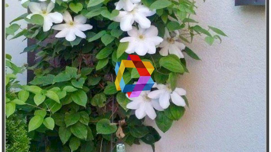 Casa Restaurant cu gradina - 250 mp - Poză 13