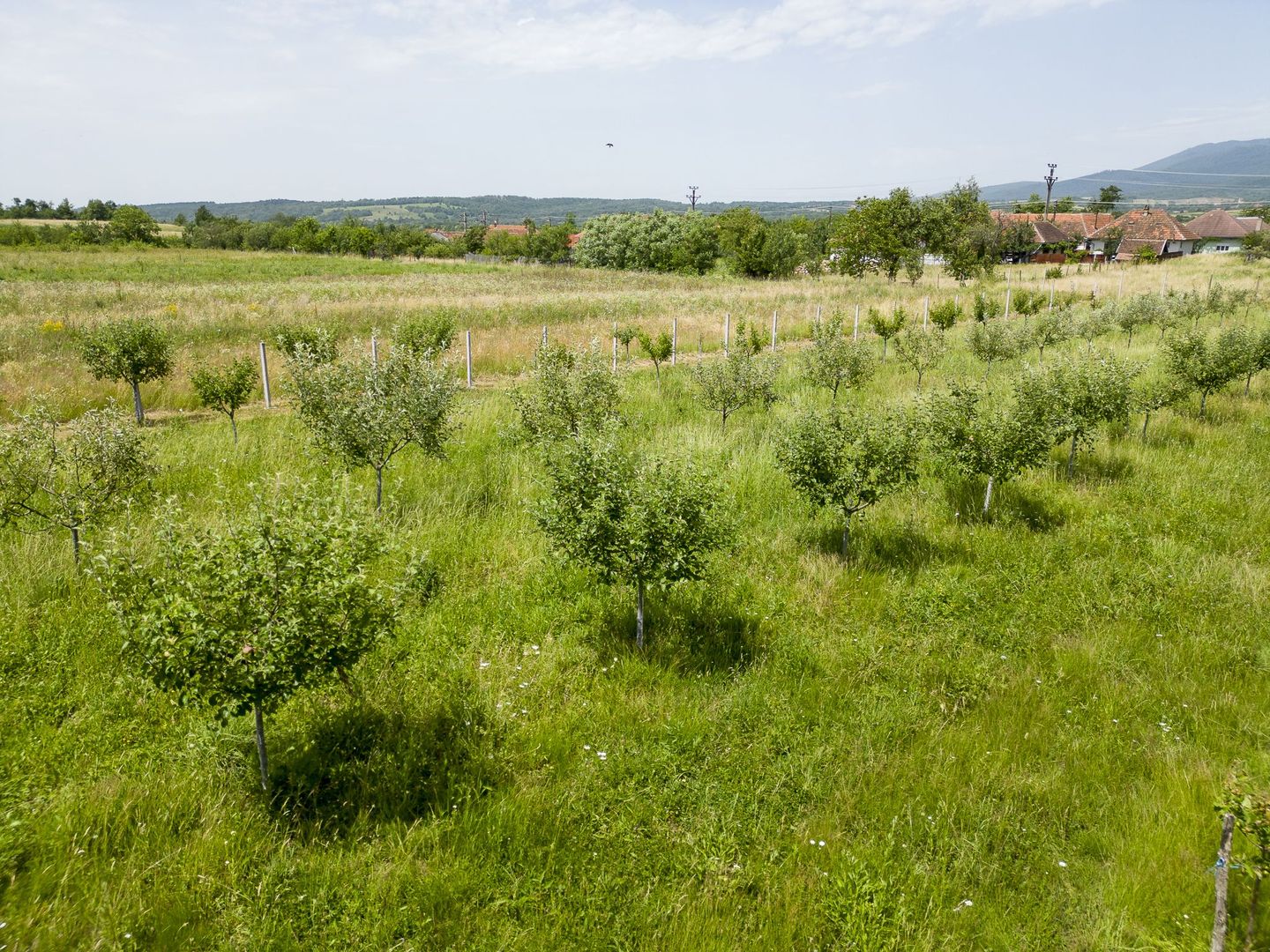Livadă pe rod cu pomi fructiferi 4780mp la Dezna - Poză 13