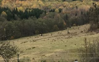 Vanzare teren intravilan cu utilitati trase, Babana - Poză 3