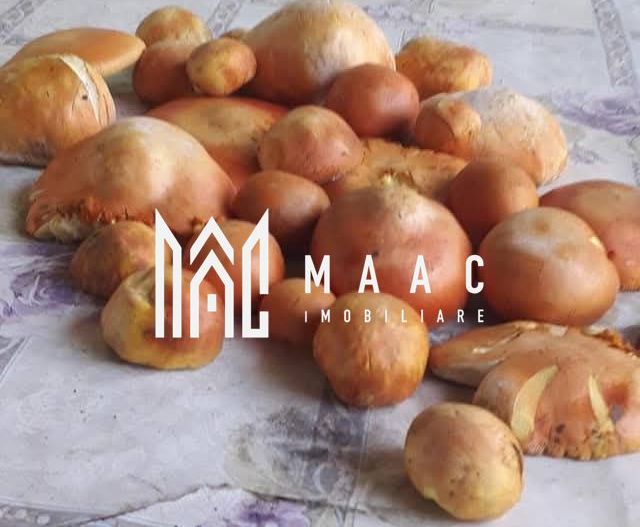 Proprietate cu 60000 mp pamant la pret de apartament - Poză 3