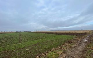 TEREN EXTRAVILAN 13 ARI | FRONT STRADAL 13 M | MARGINEA - Poză 3