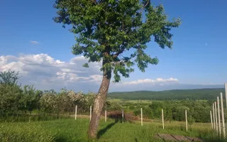 Teren intravilan 809 mp cu deschidere 14 m în Tropinii Noi - Poză 17