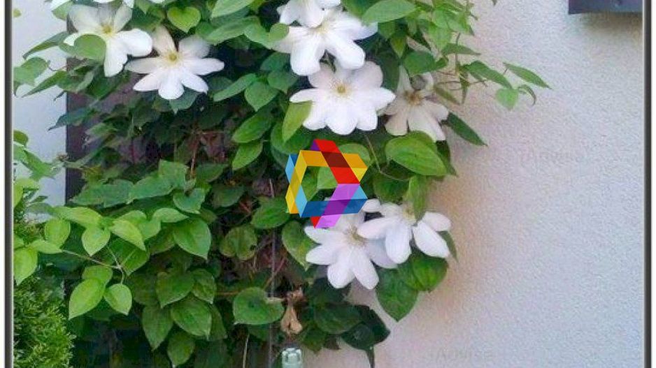 Casa Restaurant cu gradina - 250 mp - Poză 13