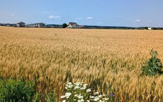 De vanzare teren extravilan valea ursului - Poză 3