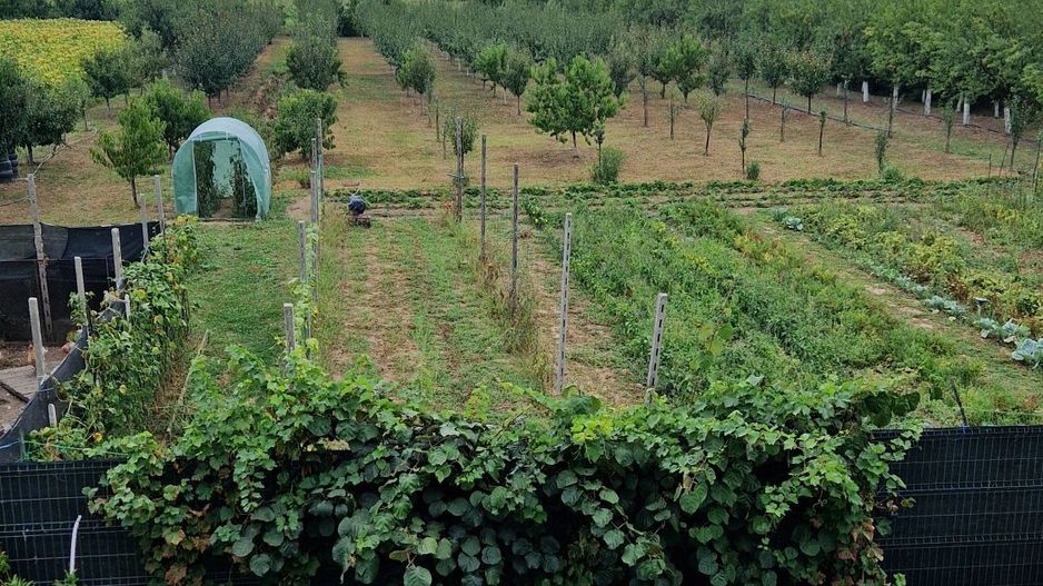 Vand casă  350 mp cu teren 55 arii in localitatea Iojib - Poză 4