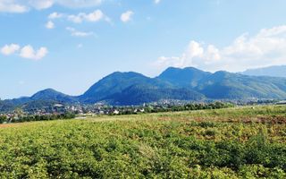teren intravilan in Sacele-Baciu - Poză 3