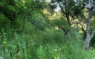 Teren zona turistica Rosia - Poză 7