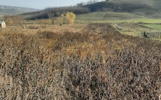 Loturi teren intravilan, situate in Curtesti, pret 30 euro/mp - Poză 1