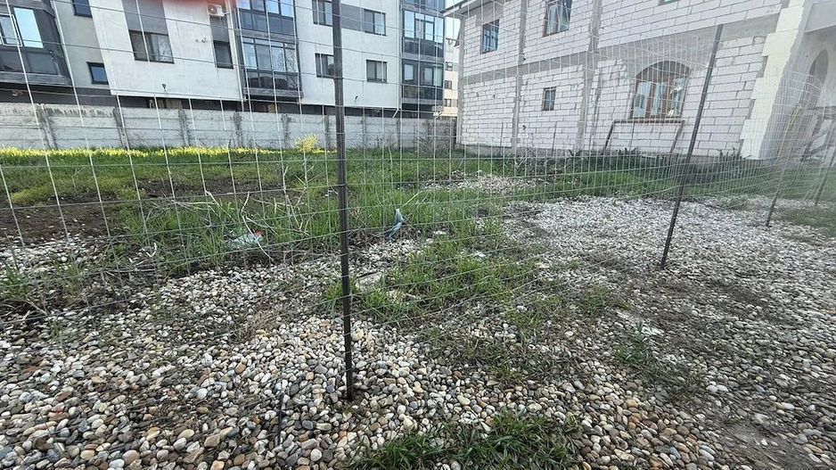 Teren 718 MP Intravilan Chiajna - Poză 2