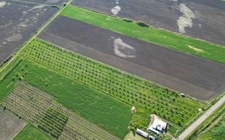 Livadă de nuci și pruni 2.4ha în Variașul Mare - Poză 14