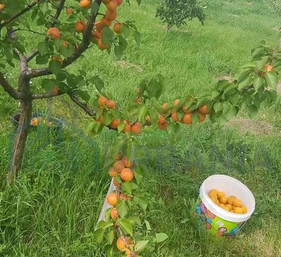 Teren intravilan de vânzare - 6200mp, pădure în apropiere - Poză 11