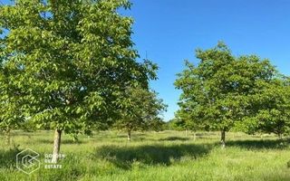 Teren extravilan Bazosul Nou, 500 000 mp - Poză 3