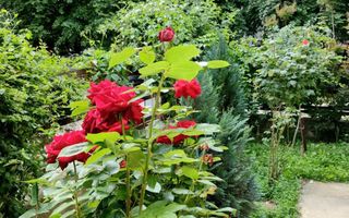 Apartament 2 camere Valea Lunga/Gorjului/Pacii - Poză 2