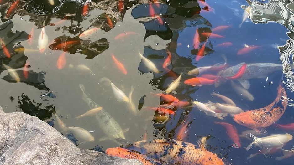 Studio in zona Herastrau - Poză 3