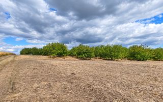 LIVADĂ DE NUCI – 24,5 HA | ȚÎNȚĂRENI, ANENII NOI - Poză 3