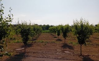 Vand/Schimb Livada Belint 16000mp - Poză 14