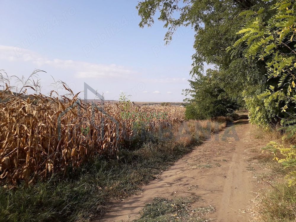 Teren intravilan 5.000 mp în Budăi, Podu Iloaiei – Oportunitate pentru dezvoltatori - Poză 3