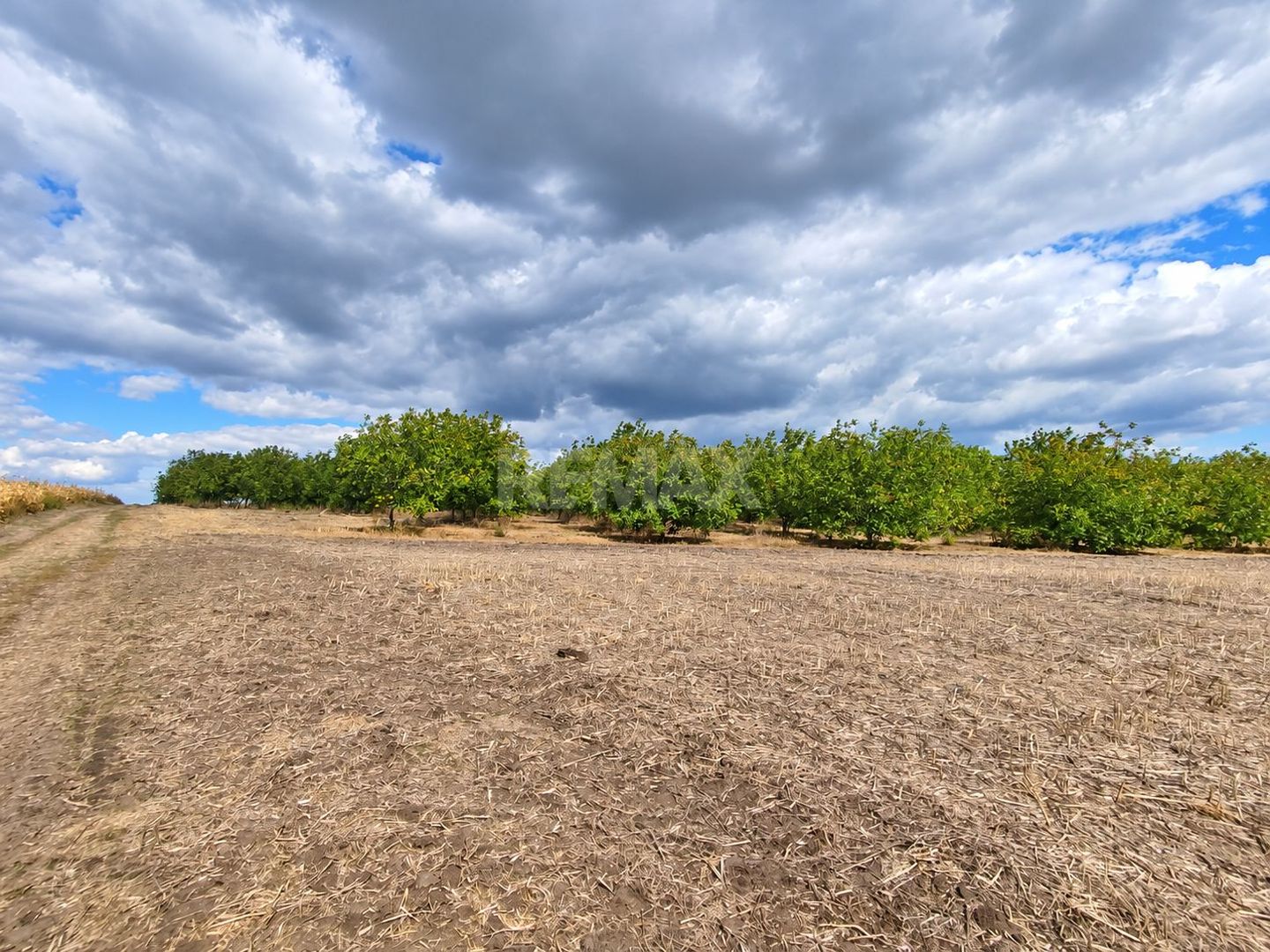LIVADĂ DE NUCI – 24,5 HA | ȚÎNȚĂRENI, ANENII NOI - Poză 3