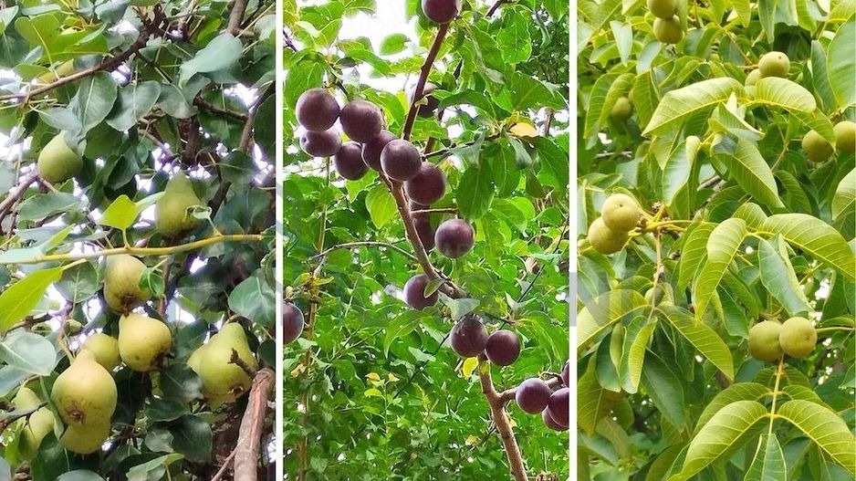 Casă de vânzare   106 mp utili, teren 2700 mp   capăt Copou, Iași - Poză 6