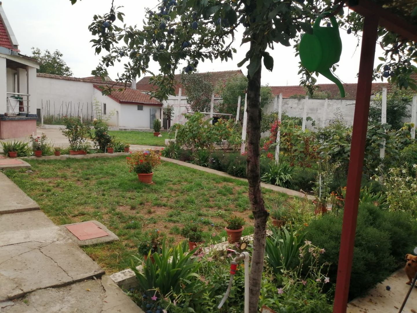 PROPRIETATE CU 2 CASE ȘI CURTE\VALEA TIMIȘULUI\JUD.CS - Poză 4