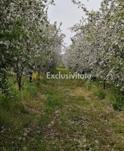 De Vânzare Casă Valea Vinului - Poză 15
