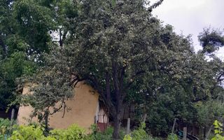 Gospodărie țărănească de vânzare în Cozia, jud. Iași - 2 clădiri, anexe și teren 6.700 mp - Poză 8