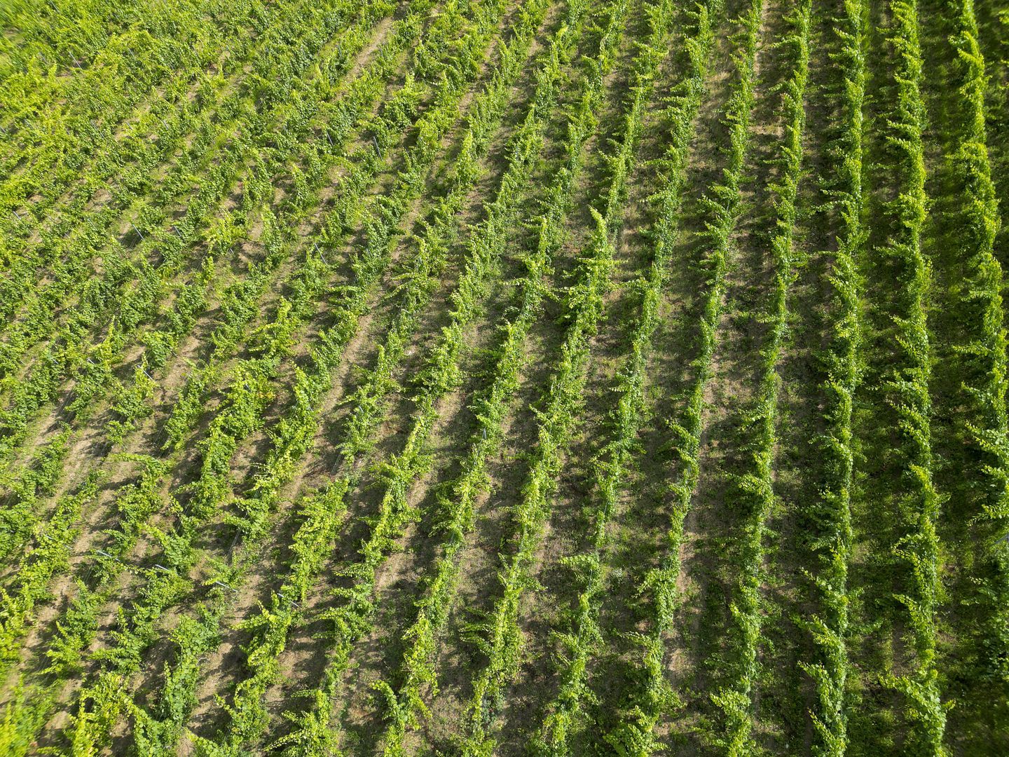 Vie Tradițională „Halta Lupilor” - Poză 50