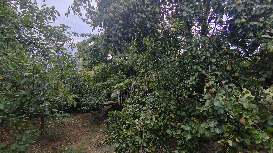 casa - 24 ari de teren - Valea Ghinzii - Poză 9