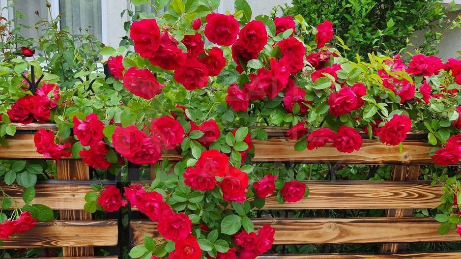 Vânzare, casă, 120 mp + 6 ari, str-la Ivan Miciurin, Telecentru. - Poză 5