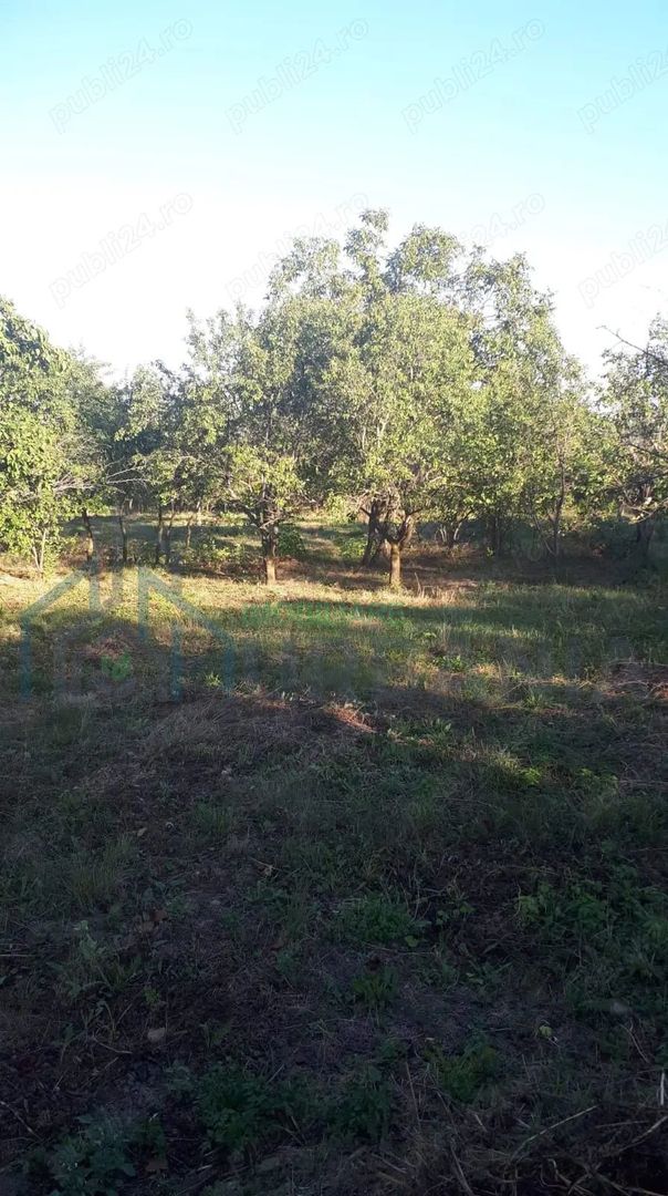 SUPER OFERTĂ: 5000 mp,gaze,canalizare, curent jud Iasi Loc. Ceplenita - Poză 1