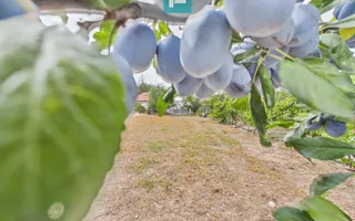 Casă solidă în Curtici cu teren de 1166 mp - Poză 20