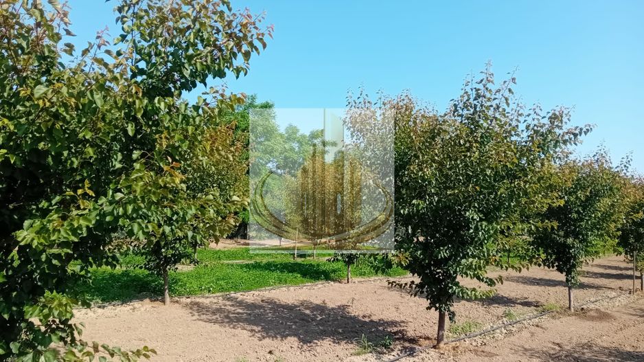 Vand/Schimb Livada Belint 16000mp - Poză 23