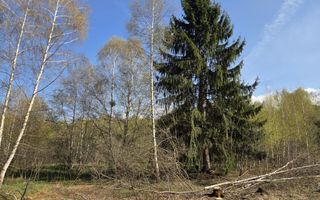 Teren intravilan de vanzare - Vistisoara - Poză 8